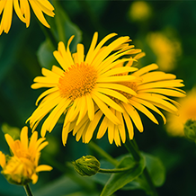 Arnica montana