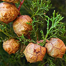 Cupressus sempervirens